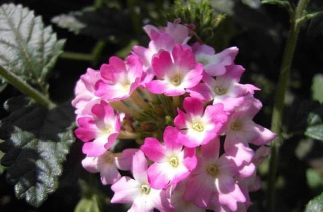 养花就养这几款,一年四季都开花,花开一茬又一茬,超漂亮