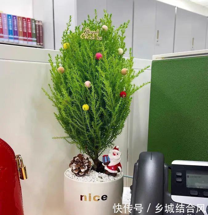 6种“小盆景”,越小越值钱,客厅养一盆,能香上几十年