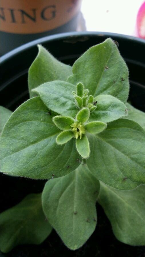 小黑飞|喝完的“茶叶”倒了真可惜,这么简单1处理,养花肥效足