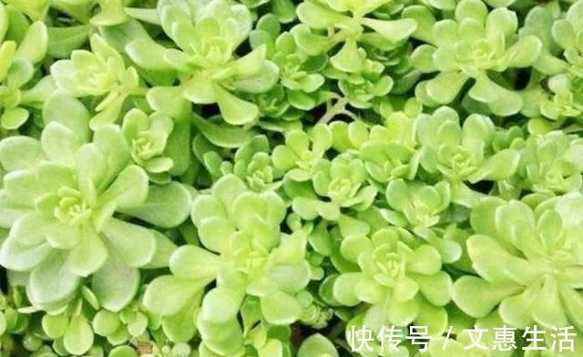 调养品|糖尿病缠身不用怕,常吃这几样食物,平稳血糖,胜过胰岛素