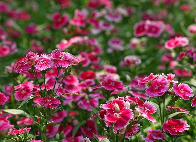 喜阳光充足的“4种花”,多晒太阳,株型饱满、花大色艳开爆盆