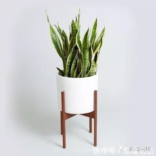 虎尾兰|客厅适合养的5种“耐旱花”,1个月不用浇水,反而爆盆!