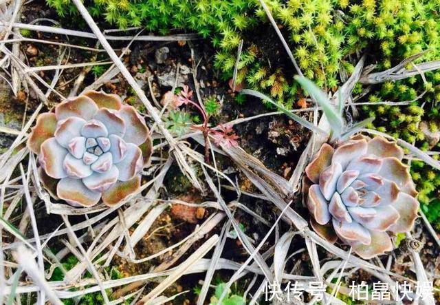 石头缝里的“野多肉”,看到挖几棵,种盆里,能长一大片,美死了