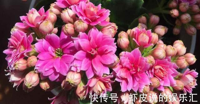 红宝石|养花试试这款，花小花蕾浓密饱满，非常符合人的审美情趣