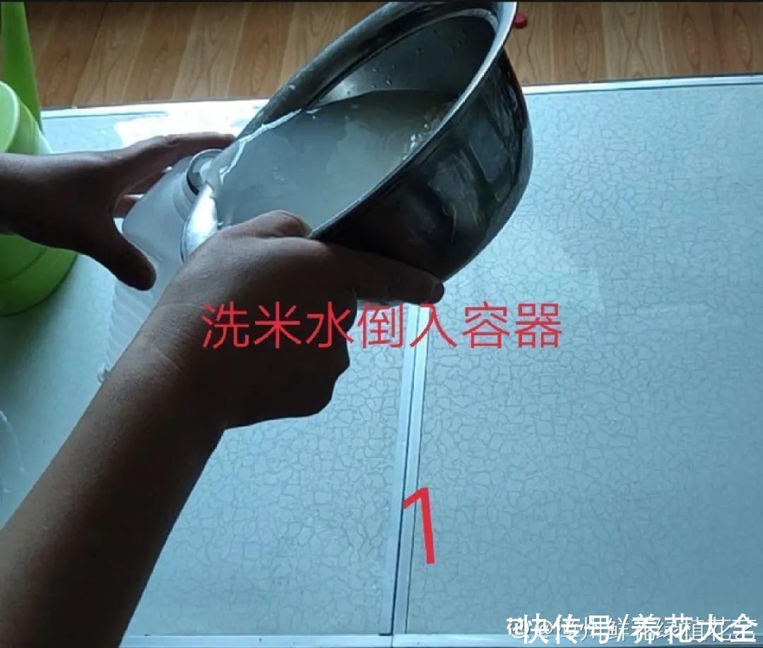 给花浇水掺点白醋，植物根比萝卜还粗，健壮不黄叶