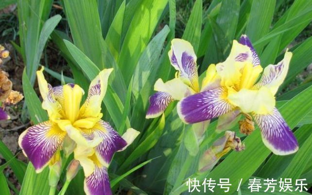 栽种|世上公认最美的4种花,开起花来“拦”不住,美不胜收,你养了吗