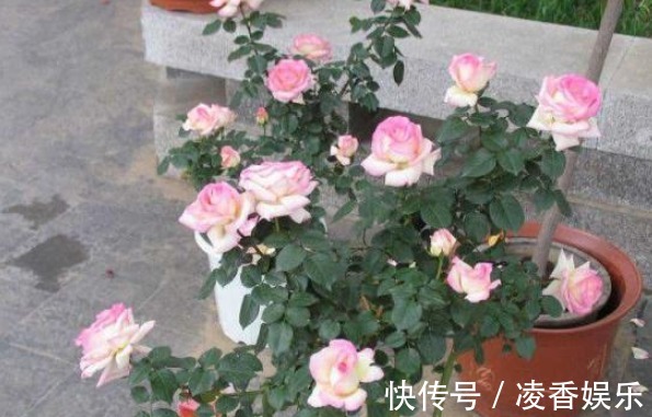 花卉|花盆里的土“变少”直接“填土”易烂根,教你3个实用小方法!