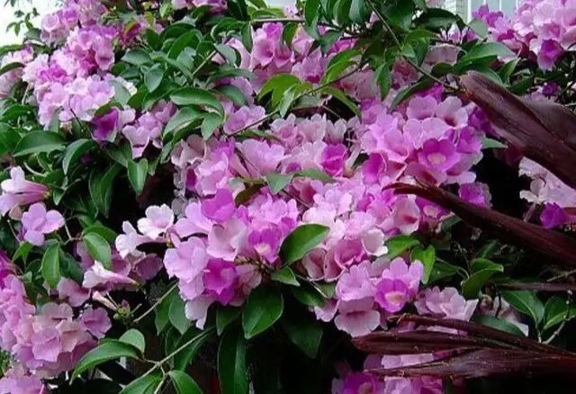 此花卉开花“3色变换”，一株开花200朵，能把阳台变“花海”