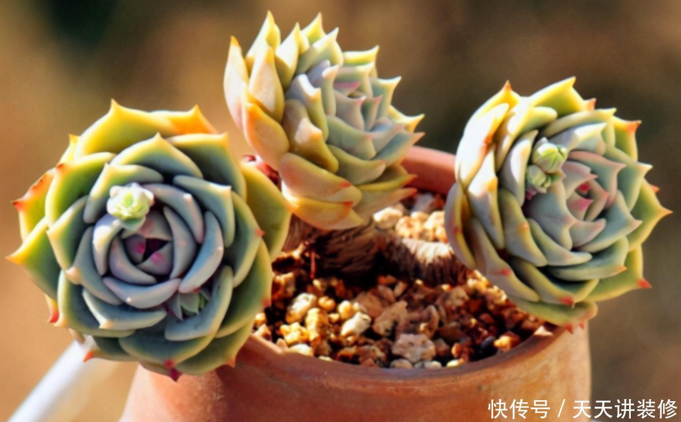 花盆|夏养多肉做好3点,黑腐化水问题不上门
