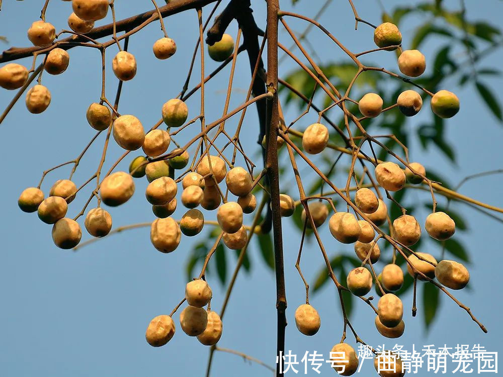 岭南采药录|酷似枣子,儿时一捡十几斤,果核可用来做手串,果肉还能除冻疮