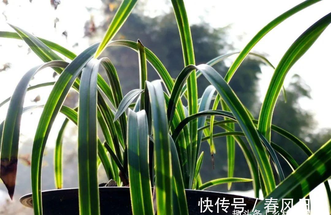 浇水|新手养兰花,别再这样浇水了!