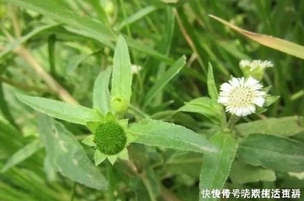 价值|被大面积种植的野草，过去随处能见，其实价值珍贵，能乌发补肾！