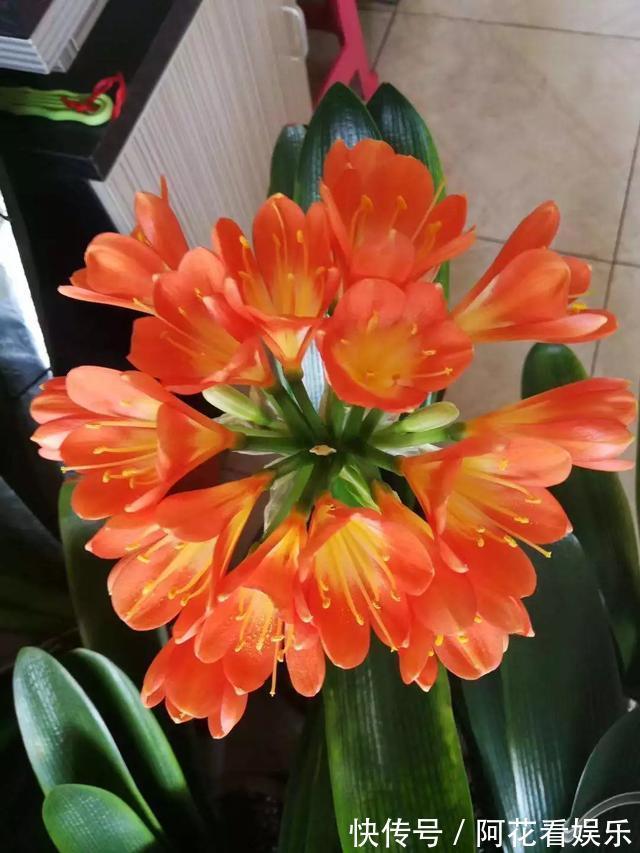 君子兰长得太慢学几招,叶子猛长花开不断,美翻天!
