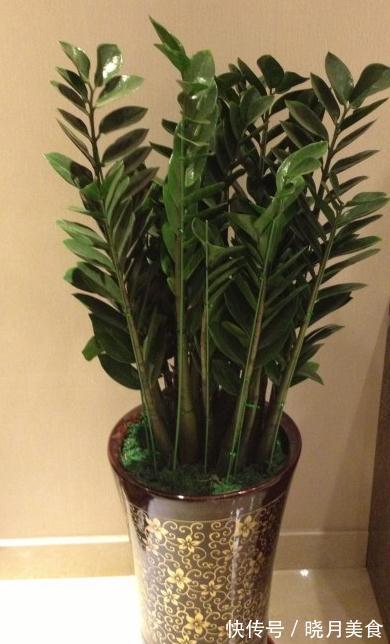 室内观叶植物大全,从此不担心开花与否