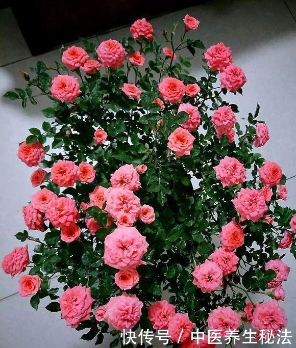 几分钱的“小药片”磨成粉,花盆浇一点,比多菌灵强,养花一级棒!