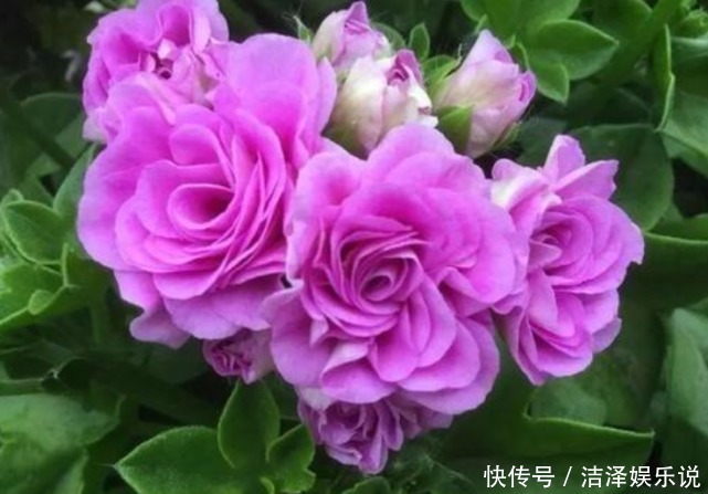 花美|3种“忘忧花”,一养就“上瘾”,好养易爆盆,花美心情好!