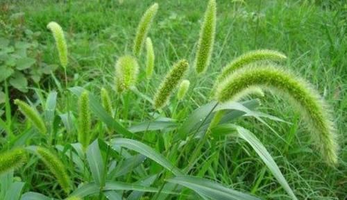 祛湿|农村到处都是的狗尾巴草,泡水喝竟有4大好处,男女老少都需要