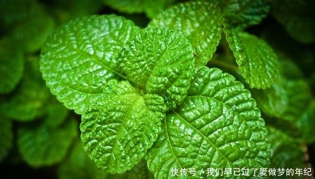 景天三七|常見的野菜都有多種功效,對癥吃才不浪費