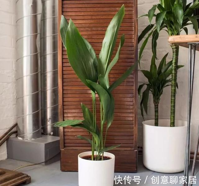 插土就能活!大半个月不用浇水,繁殖掐枝就能活,适合懒人