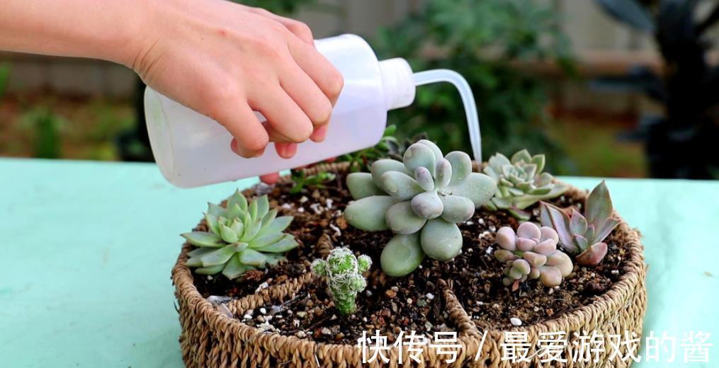 寒冬腊月,养多肉如何浇水?看看养花高手怎么说