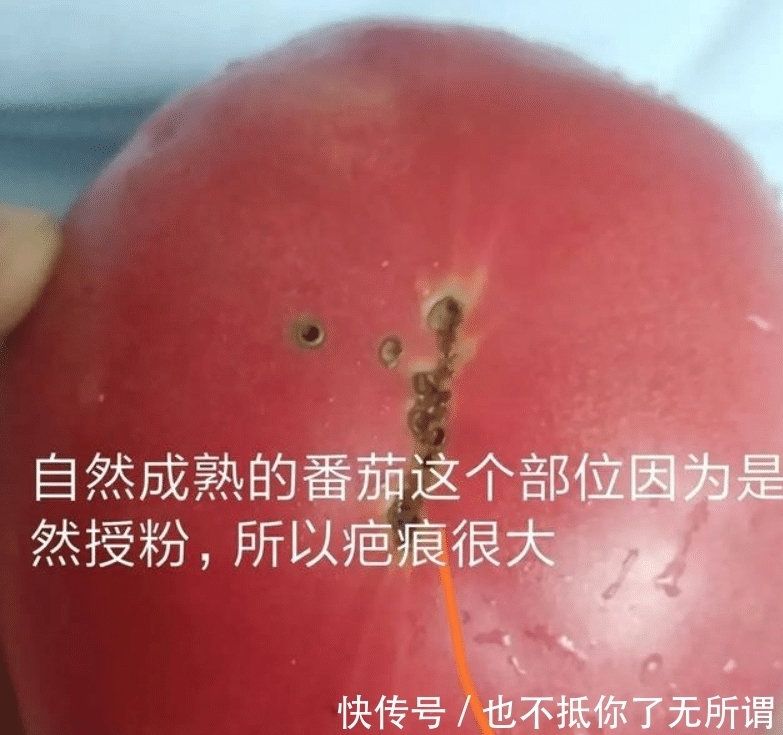 为什么现在的番茄越来越没沙,也没番茄味了啊?