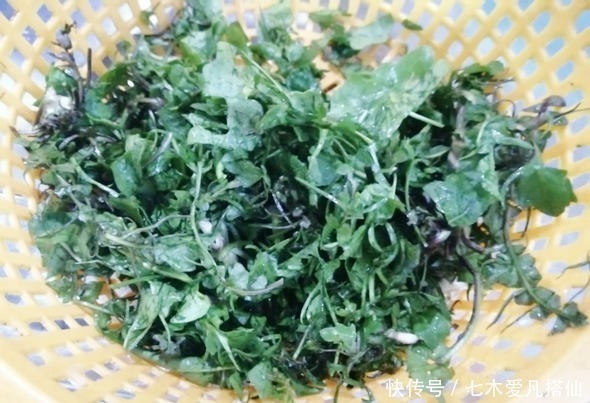 蘑菇羹|日本人珍贵的“长寿菜”,我国产量大却当杂草!医生:真的有营养