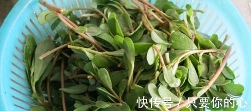 热毒痢疾|这个野菜是天然高钾食物,家里种几盆,年年可摘,可口有营养!