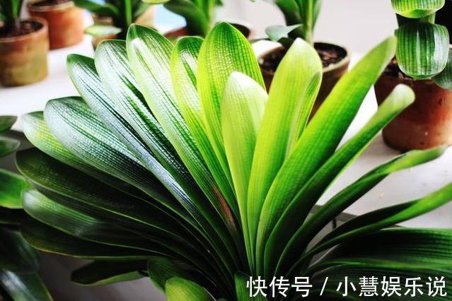 养君子兰，避2错，不黄叶不烂根，秋天猛长，新年爆花红艳艳