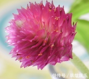 此花象征着永恒的爱,还能泡出清香怡人的花茶,真是惬意自得