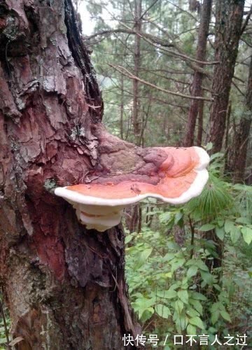 睡眠|92岁老中医称它为“失眠前第一方”,失眠惊醒,每天泡水喝