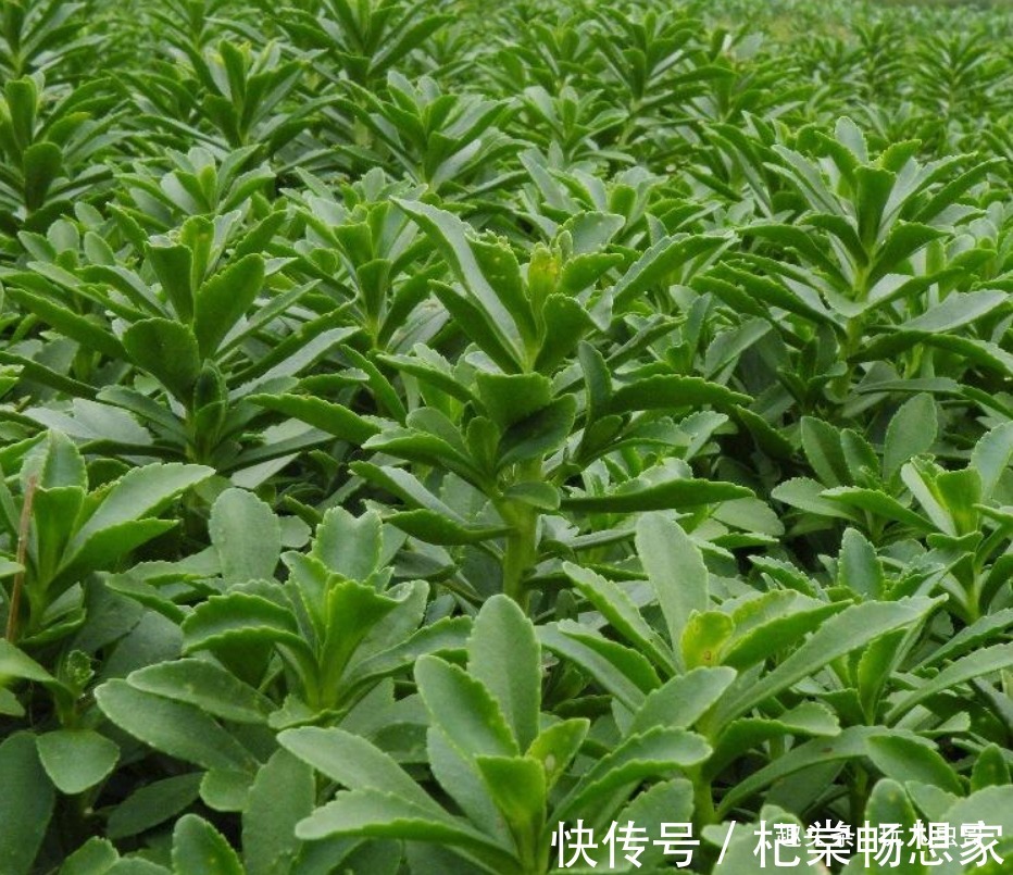 养心|农村种植一”蔬菜“,形似”多肉“,不仅古老而珍贵,还营养丰富