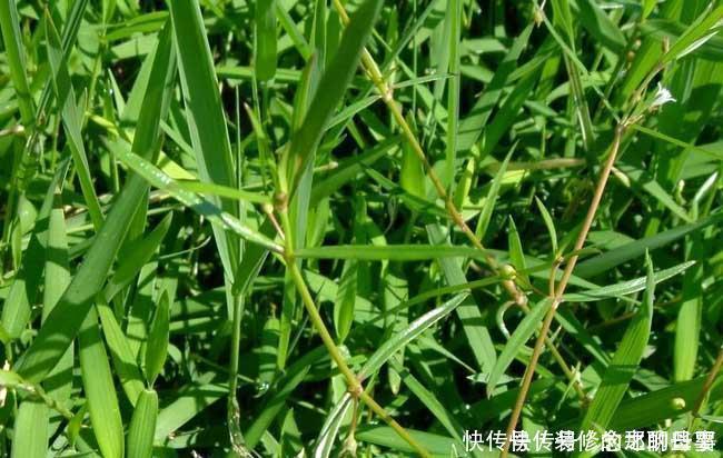 白花蛇草水你喝过吗 味道清奇 对身体极好 原料就是白花蛇舌草