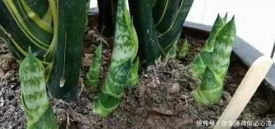 什么阿司匹林、维生素都不如“1块它”,掰碎扔盆里,壮根挤破盆!