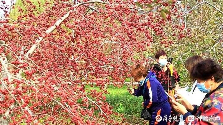 植物园|济南也有相思红豆，植物园初冬一大片