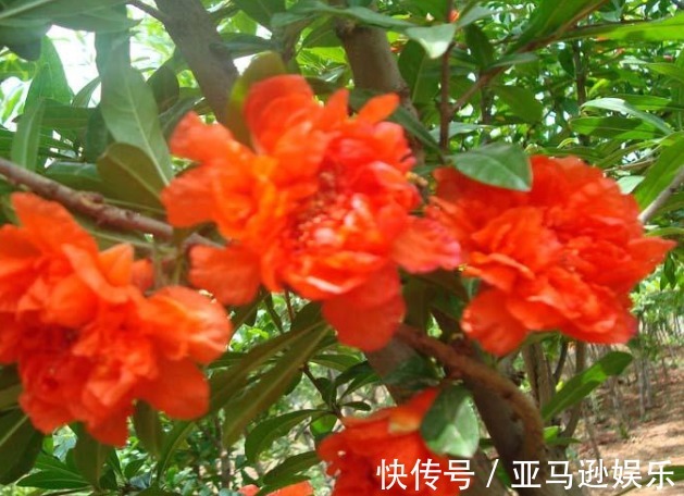 牡丹花|家养“吉祥花”,比石榴花好看,比牡丹富贵,沾土就活,开花千朵