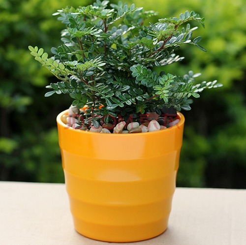 这“4种”植物,能吸甲醛还能减少病菌,家里养一盆,身体更健康