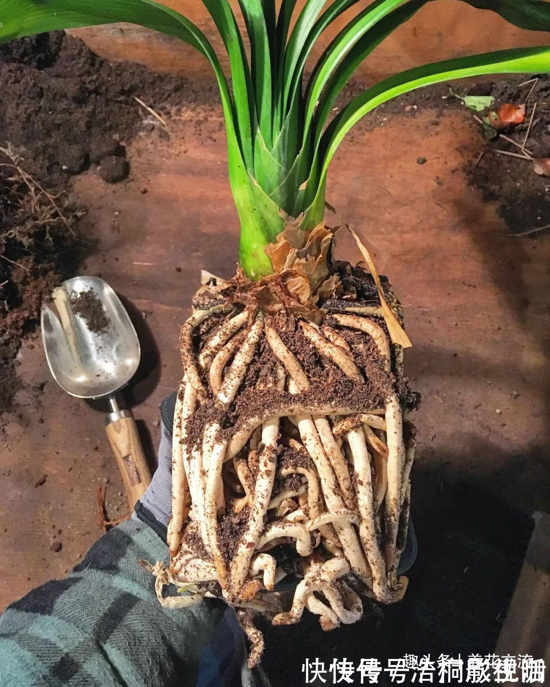 土面|为啥很多朋友在家里养不好君子兰,有可能一开始就买错了