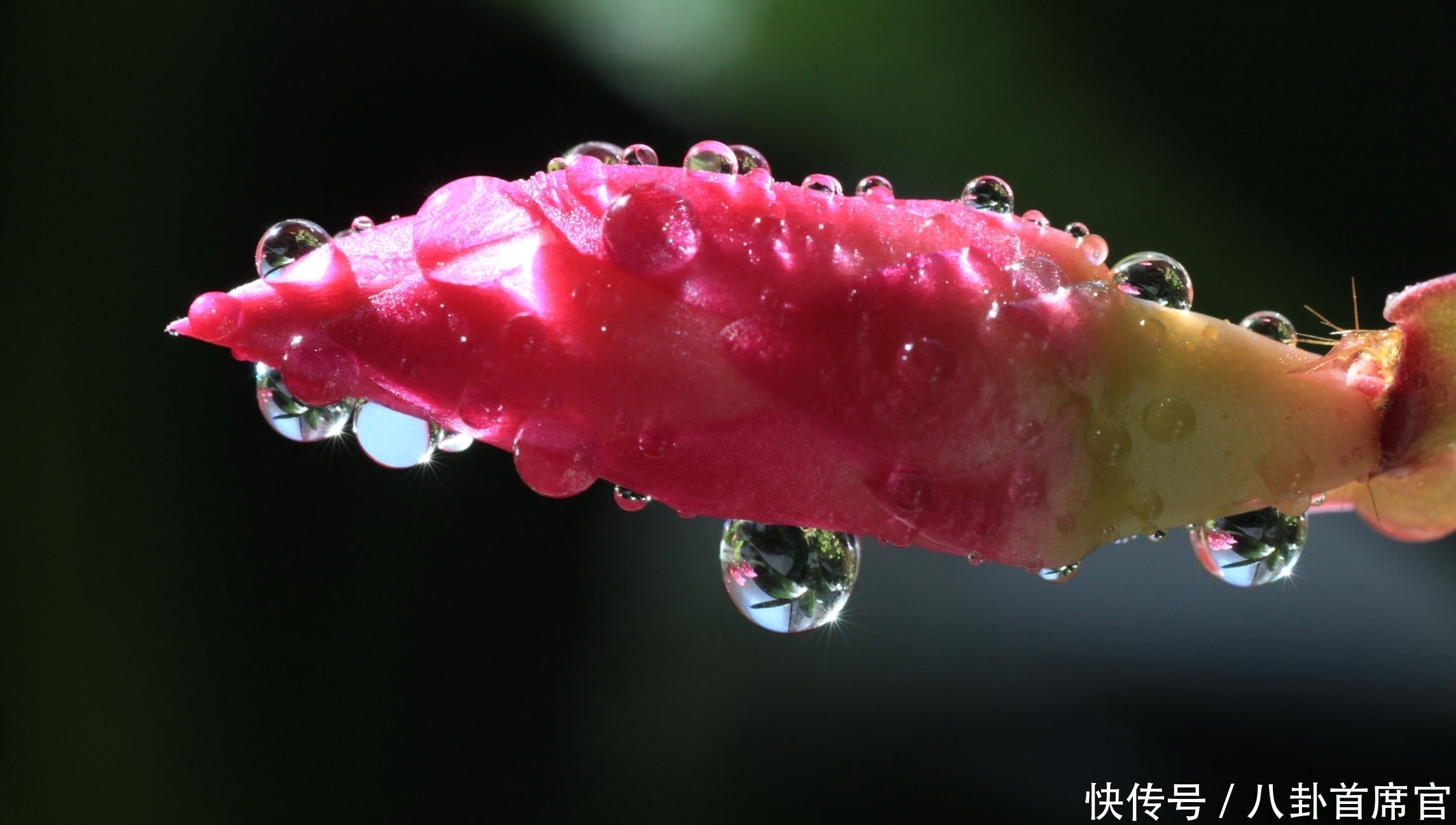 种花|5种花夏天要养在北阳台,否则成为“夏必死”,黄叶又落叶