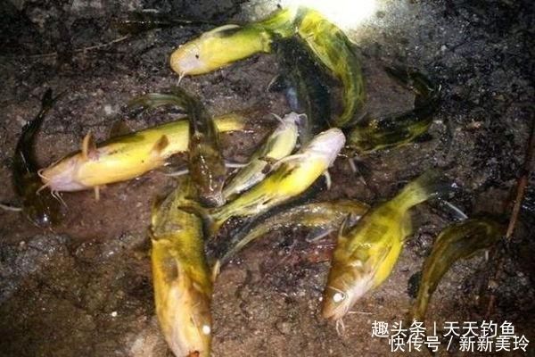 竿子|夏天串钩夜钓黄颡鱼技巧，最简单有效的钓法，收获更有保证