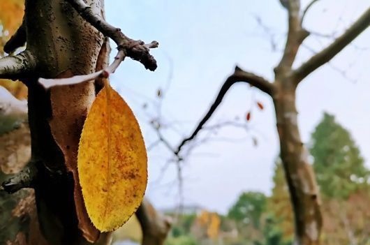 好景君须记|用三首诗来形容闵行这座公园的美，最为贴切！