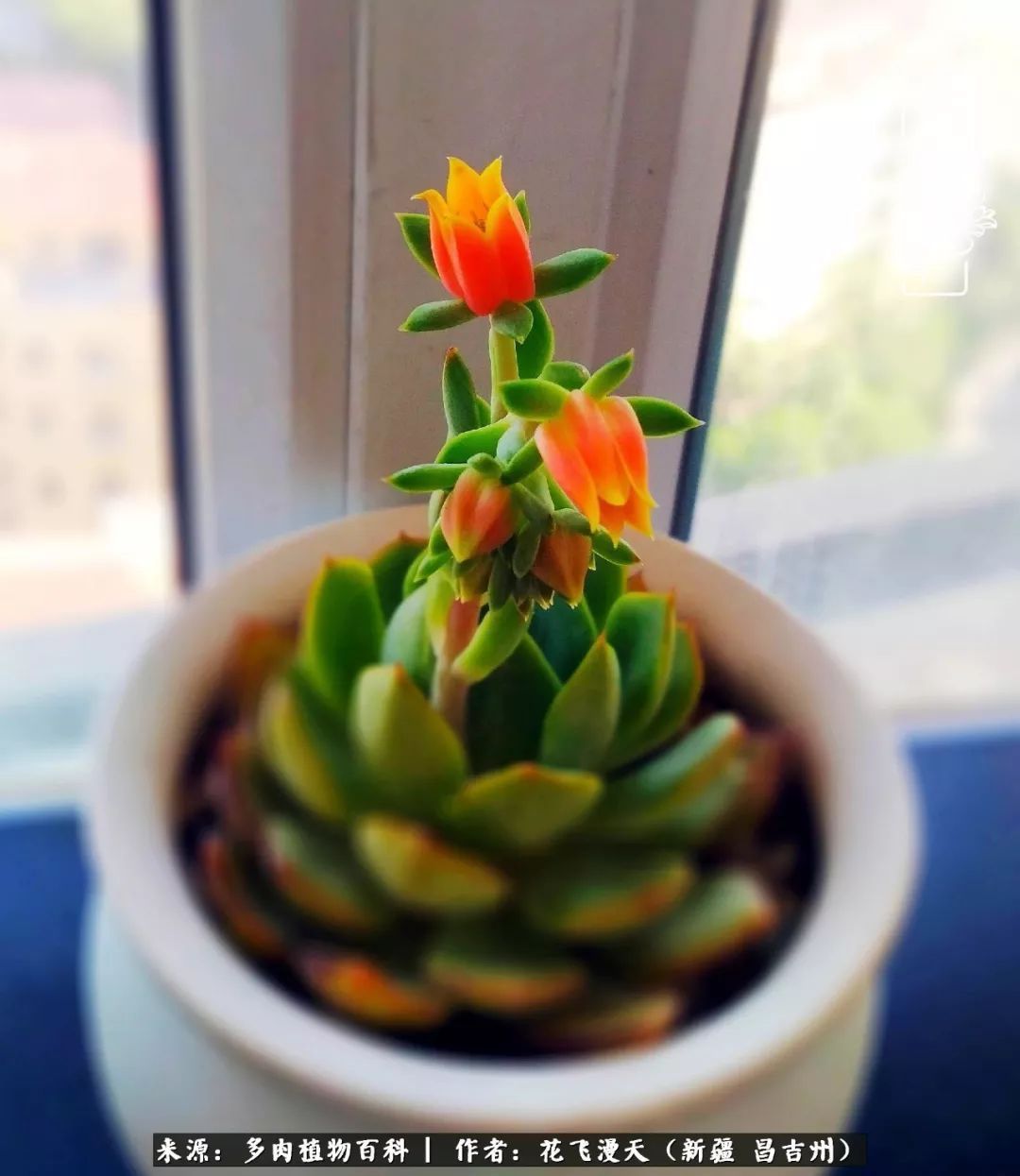 对多肉是发自内心的喜欢，心甘情愿被它们俘虏！