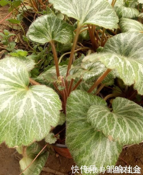 小花|有种小野草能开花，盆植无光也能活，可爱却很霸气