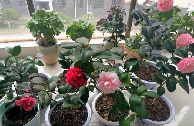 春节|寒冬养茶花,4个窍门“摸透它”,春节开大花,华贵娇艳满枝丫