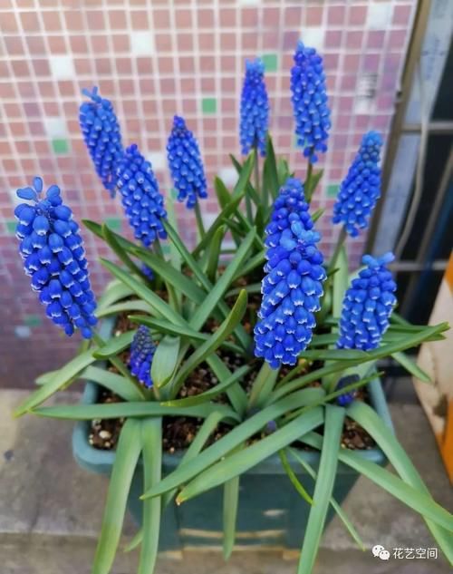 风信子怎么养才能开出大花团？这三点最重要！