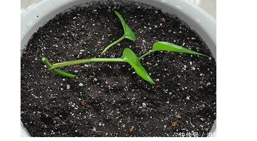 新手|几款最流行的绿植盆栽花卉，新手也能养活，把家变成一片花海