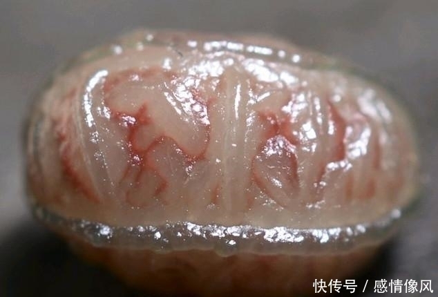 野外|年轻小伙在野外捡到一块“肉石”将其发到网上,众人赞不绝口