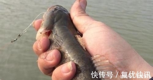 黑乎乎|河里钓了几条鱼,老大爷叫它“蟹虎鱼”,这些鱼能吃吗,求鉴定