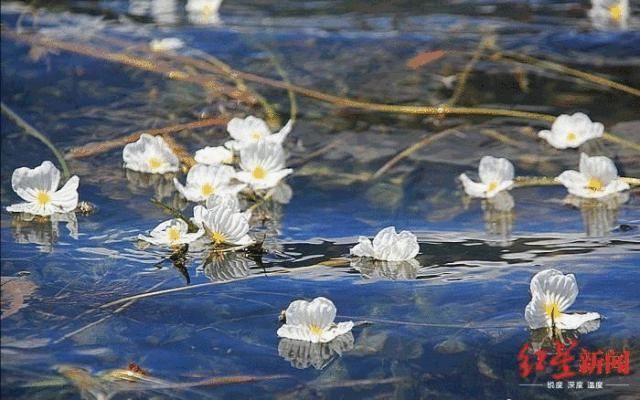 海藻花|泸沽湖的“水性杨花”美爆了，这是心动的感觉