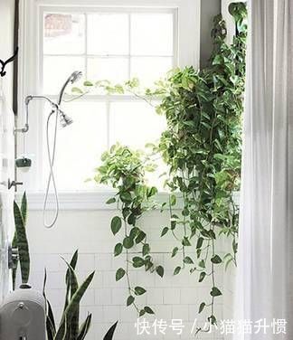 绿萝怎么养才能爬满墙,养成瀑布盆栽的秘诀