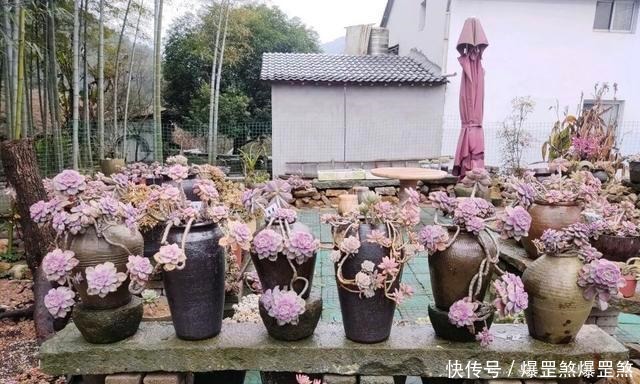 想露养多肉,避开这3个雷区,安全度夏,侧芽蹭蹭冒,独苗变老桩!